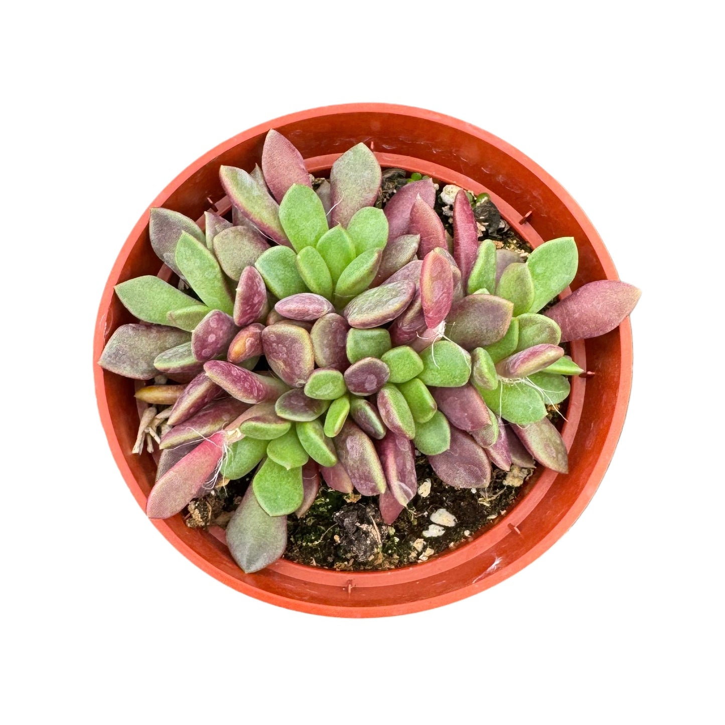 Anacampseros rufescens