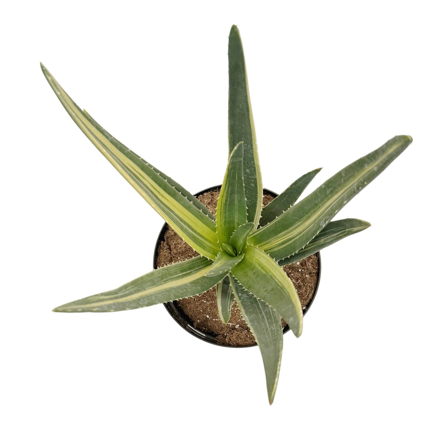 Aloe 'Hercules' variegata