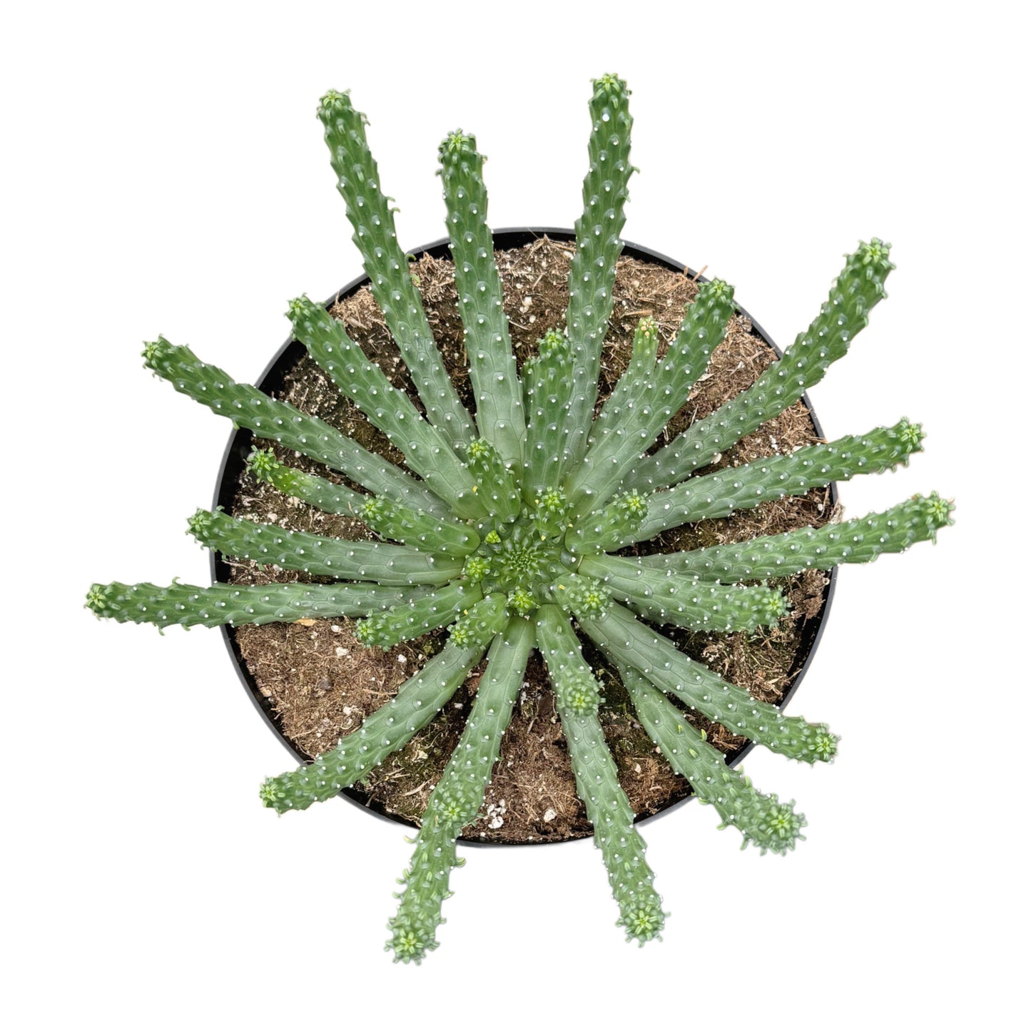Euphorbia inermis
