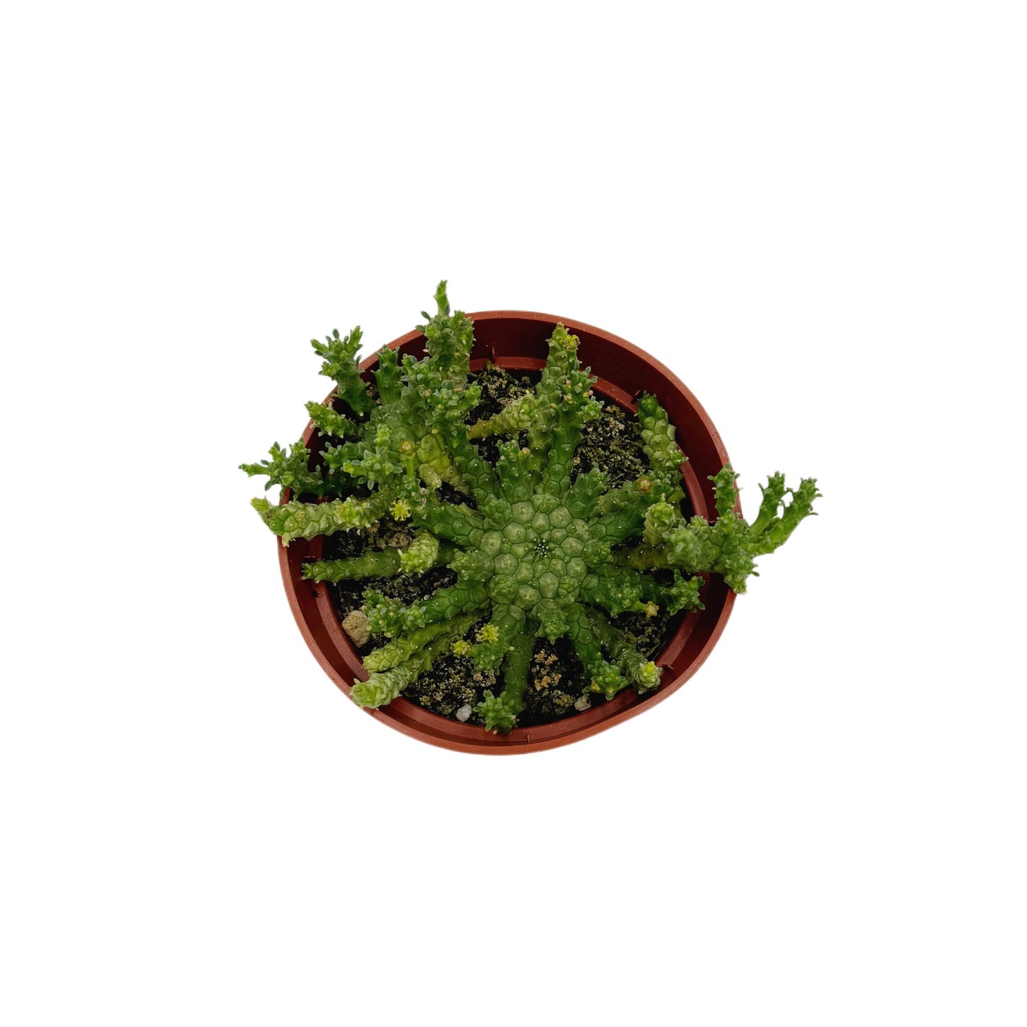 Euphorbia flanaganii