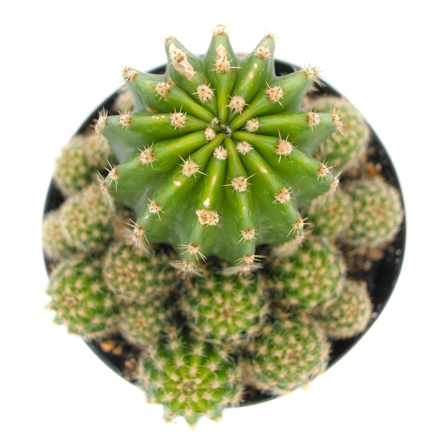 Echinobivia 'Rainbow Bursts'