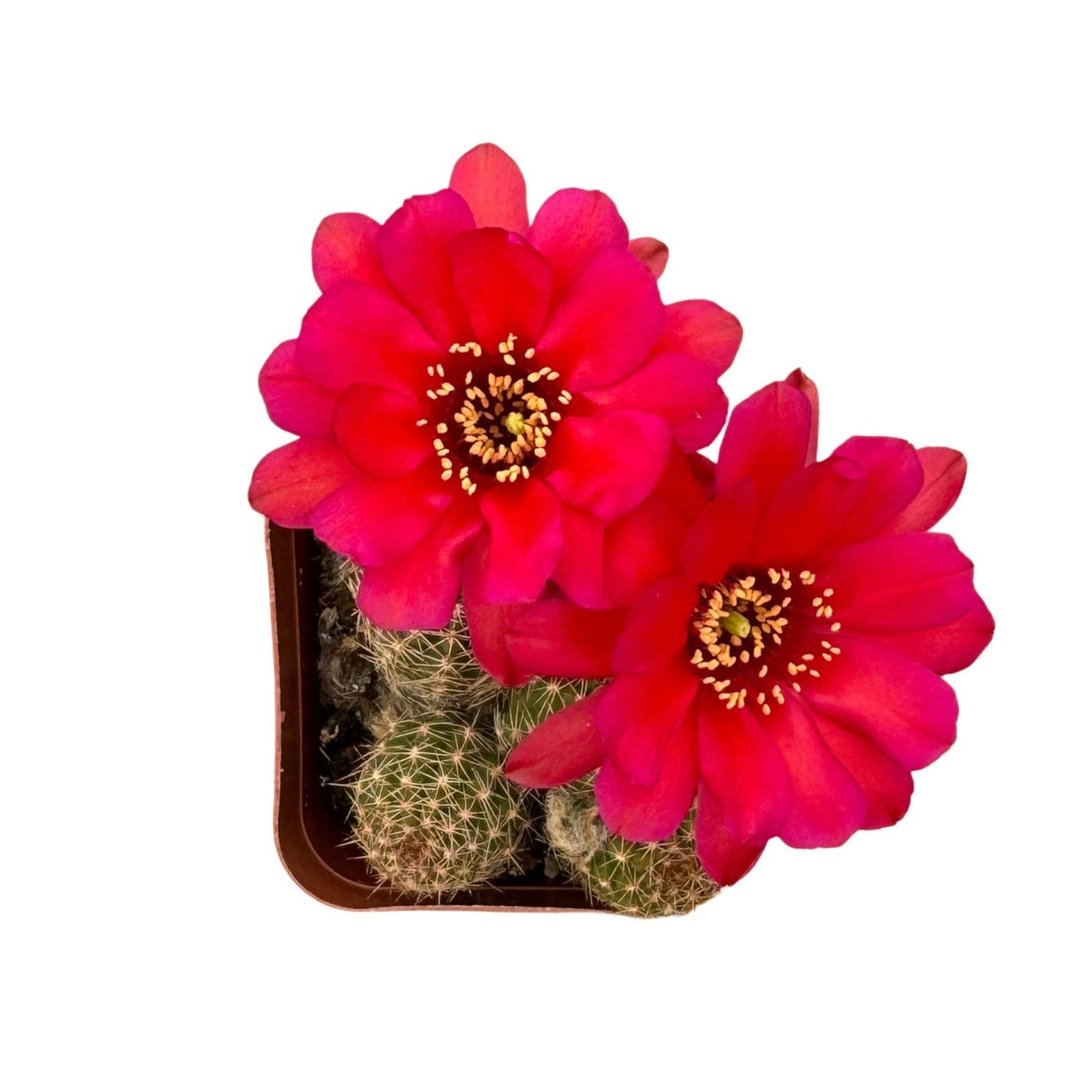 Echinopsis chamaecereus