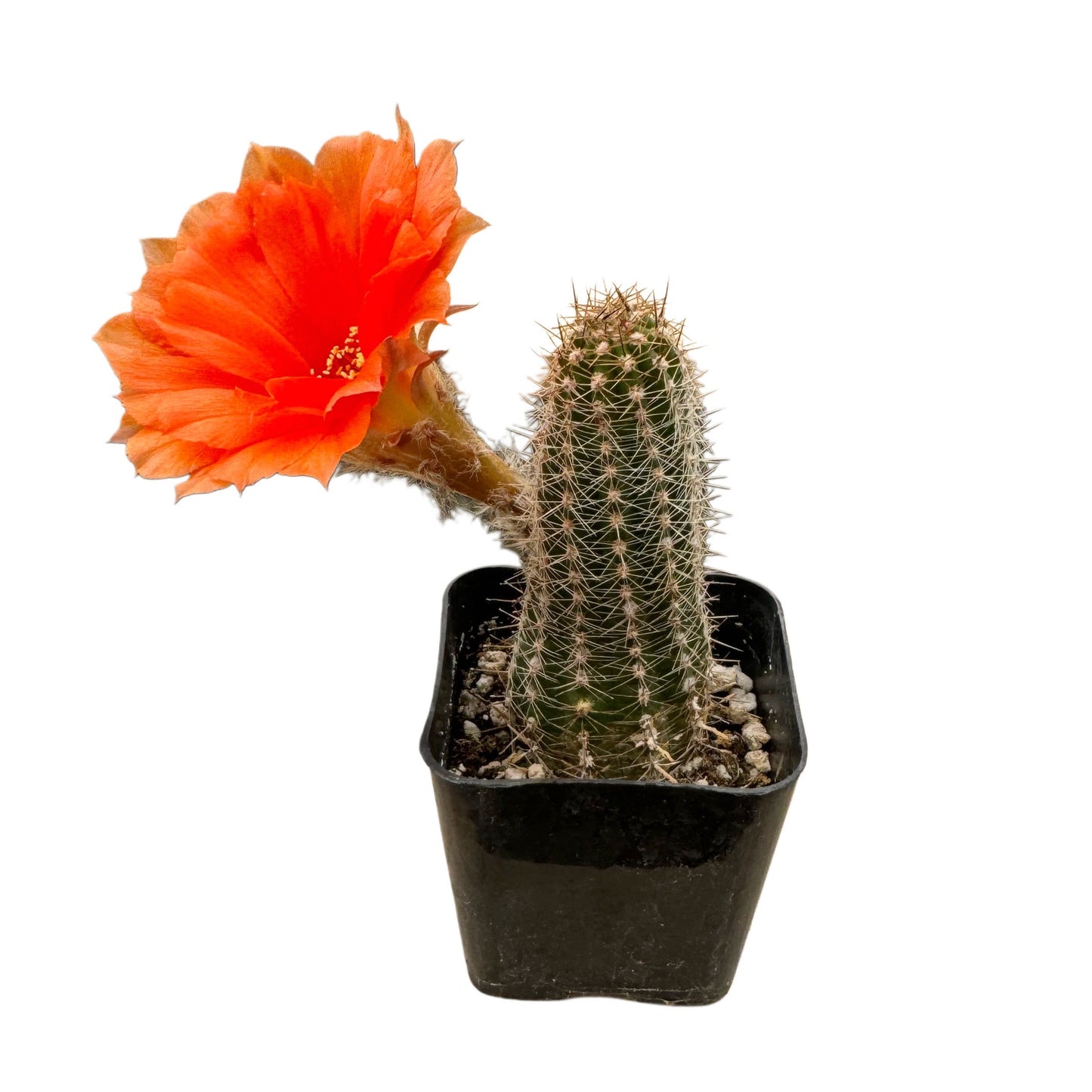 Echinopsis chamaecereus