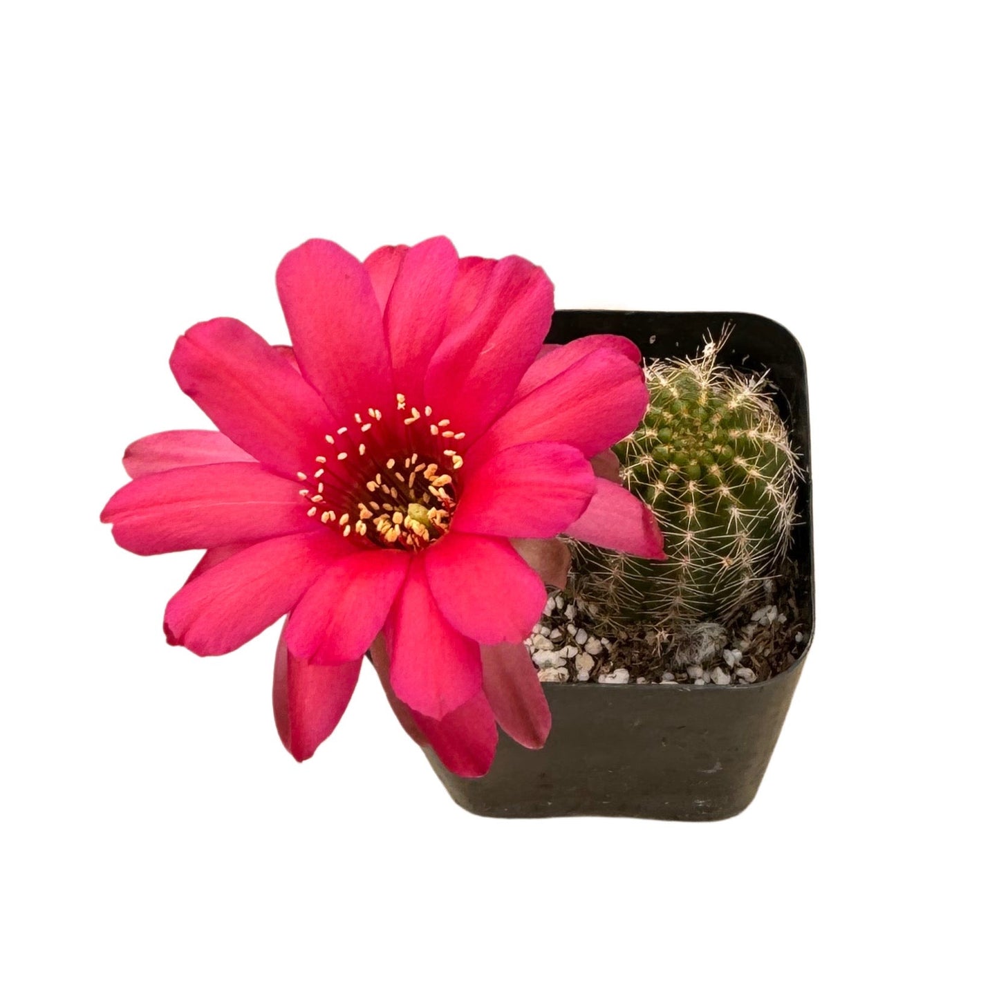 Echinopsis chamaecereus
