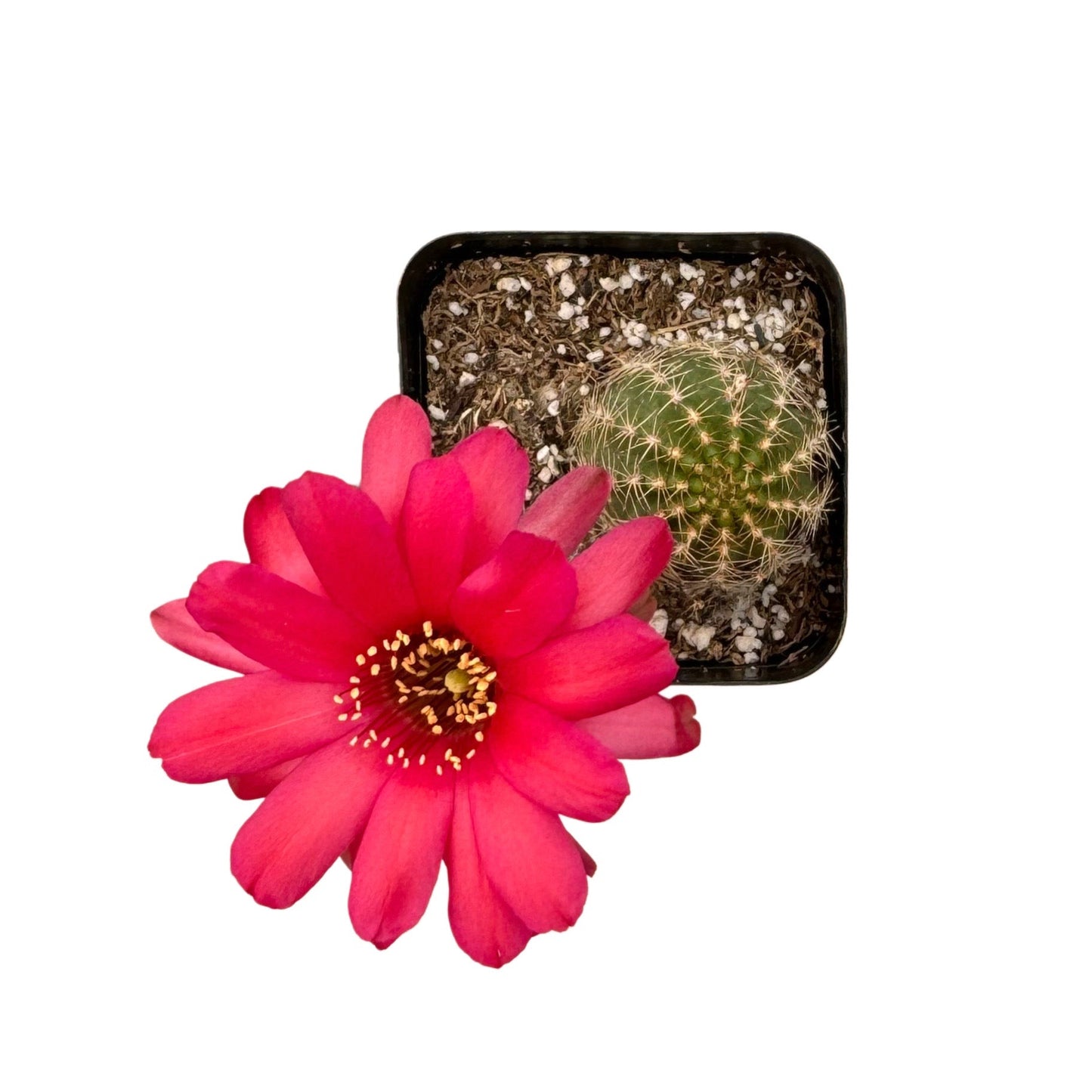 Echinopsis chamaecereus