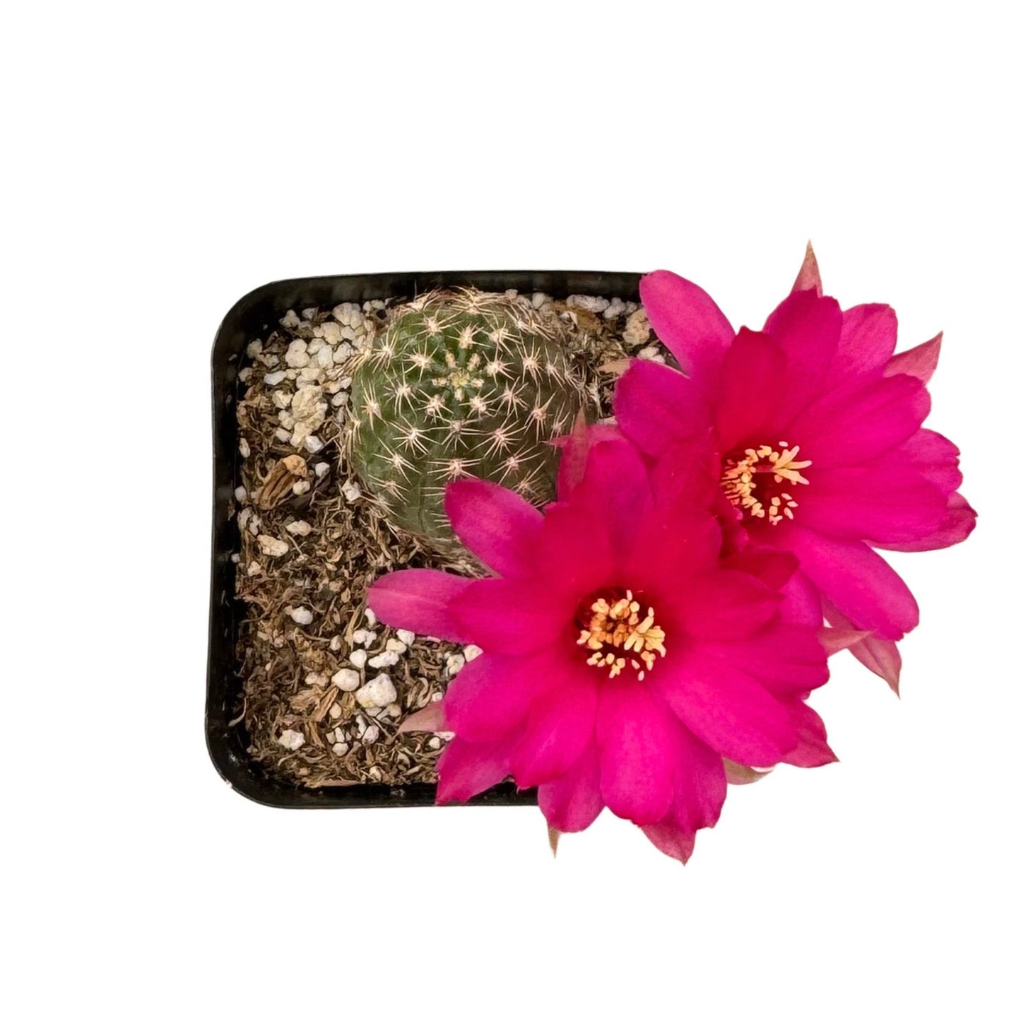 Echinopsis chamaecereus