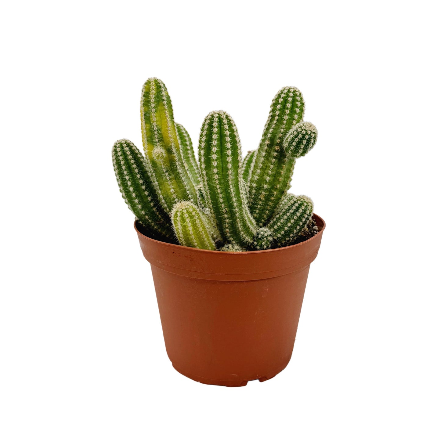 Echinopsis chamaecereus variegata - Succulent Wholesale
