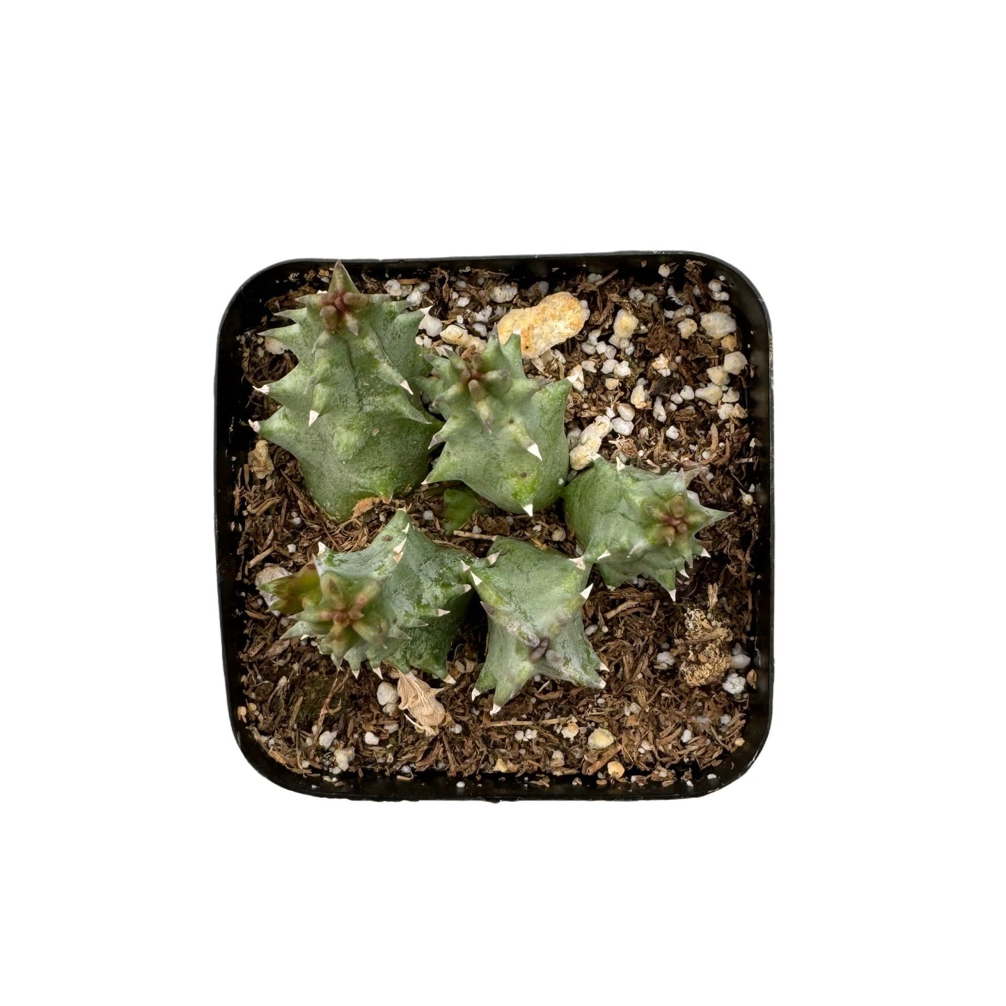 Huernia zebrina - Succulent Wholesale