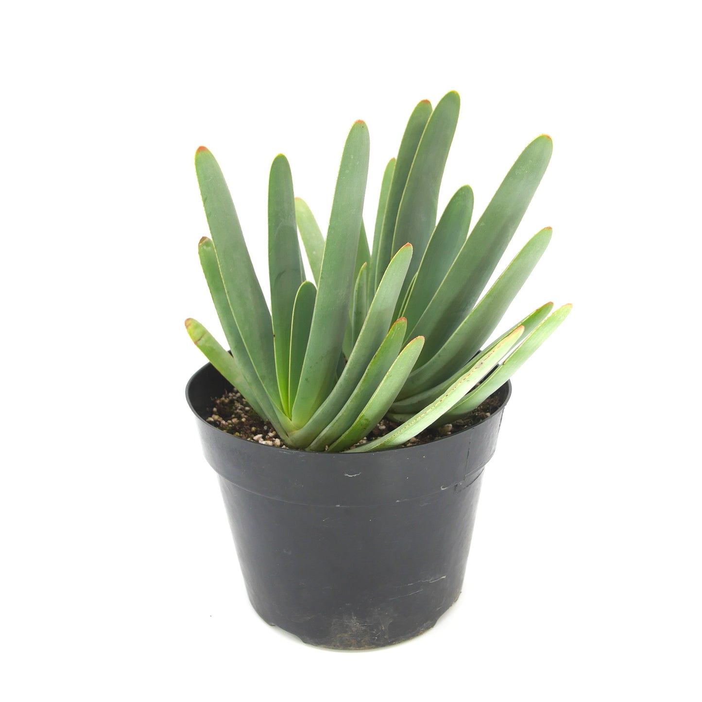 Aloe plicatilis