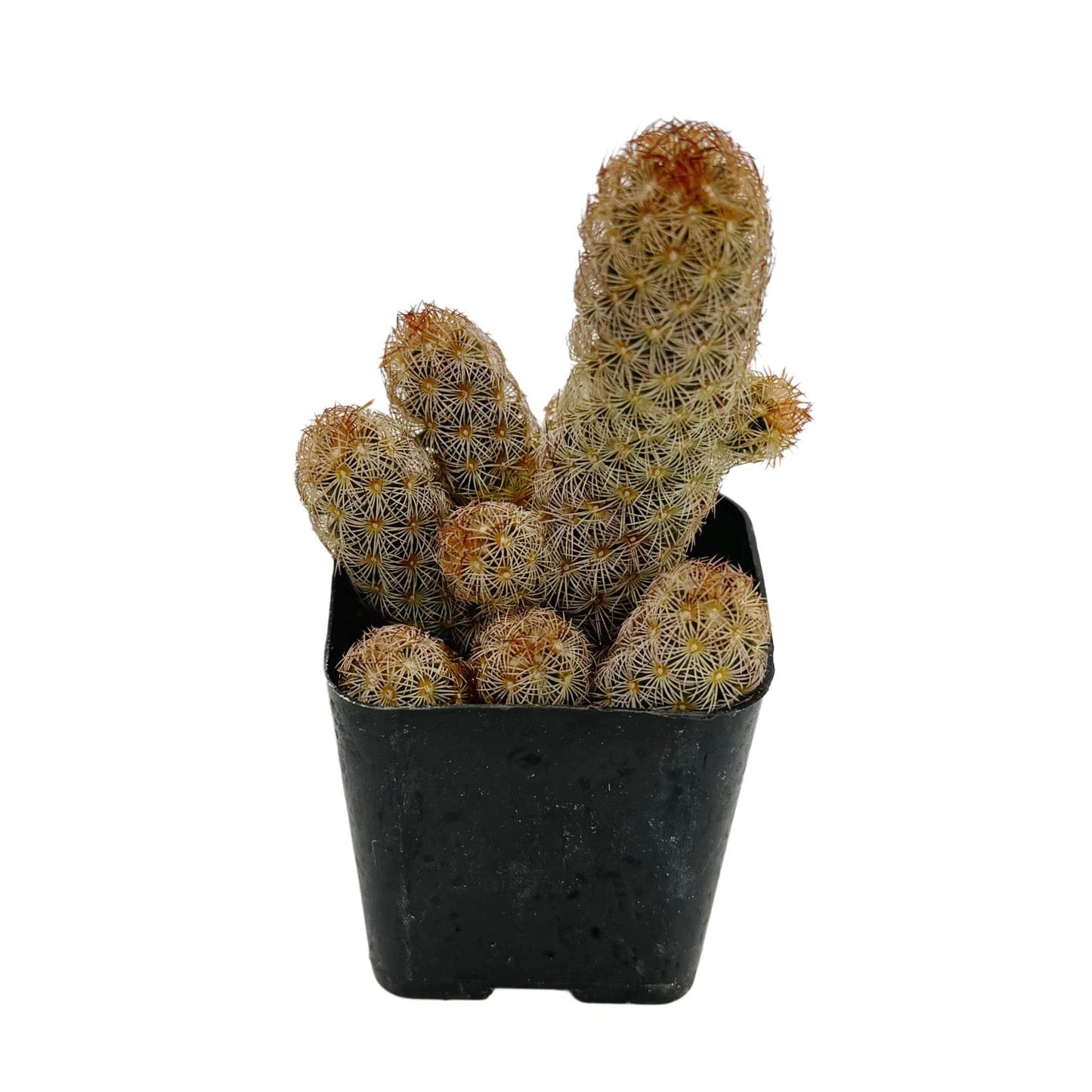 Mammillaria elongata 'Pink Nymph'