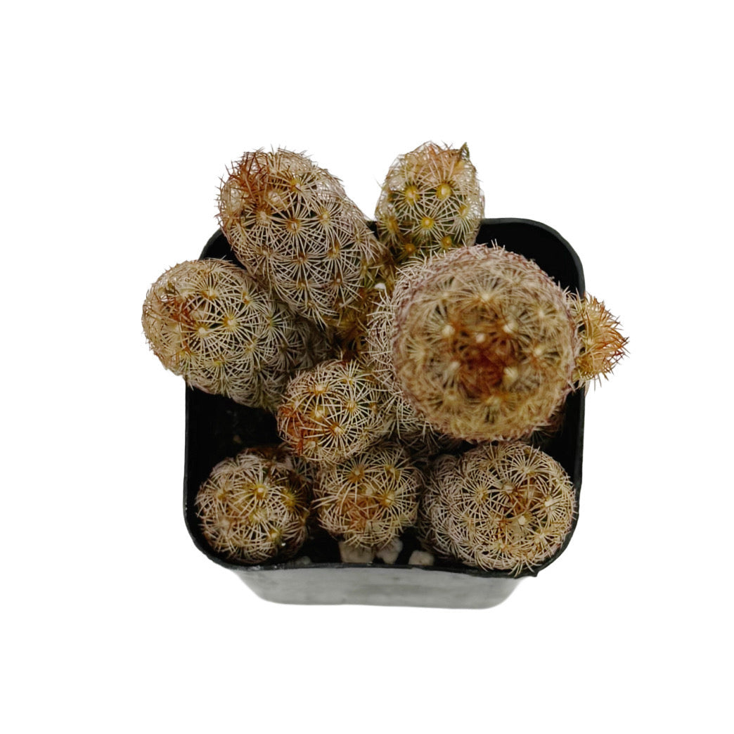 Mammillaria elongata 'Pink Nymph'