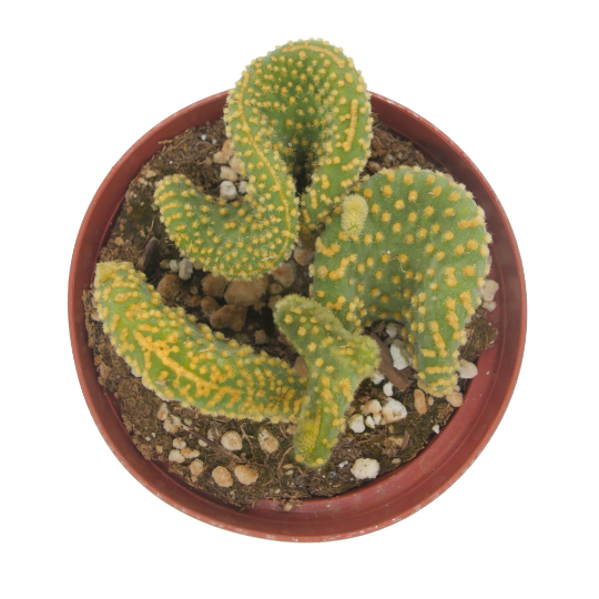 Opuntia microdasys monstrosa
