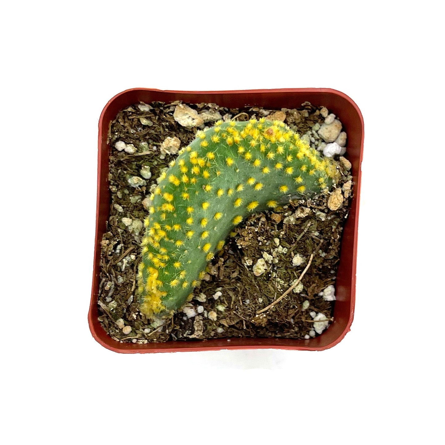 Opuntia microdasys monstrosa