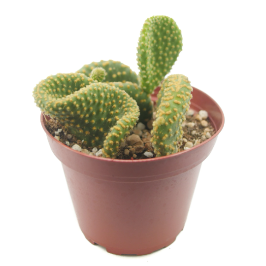 Opuntia microdasys monstrosa