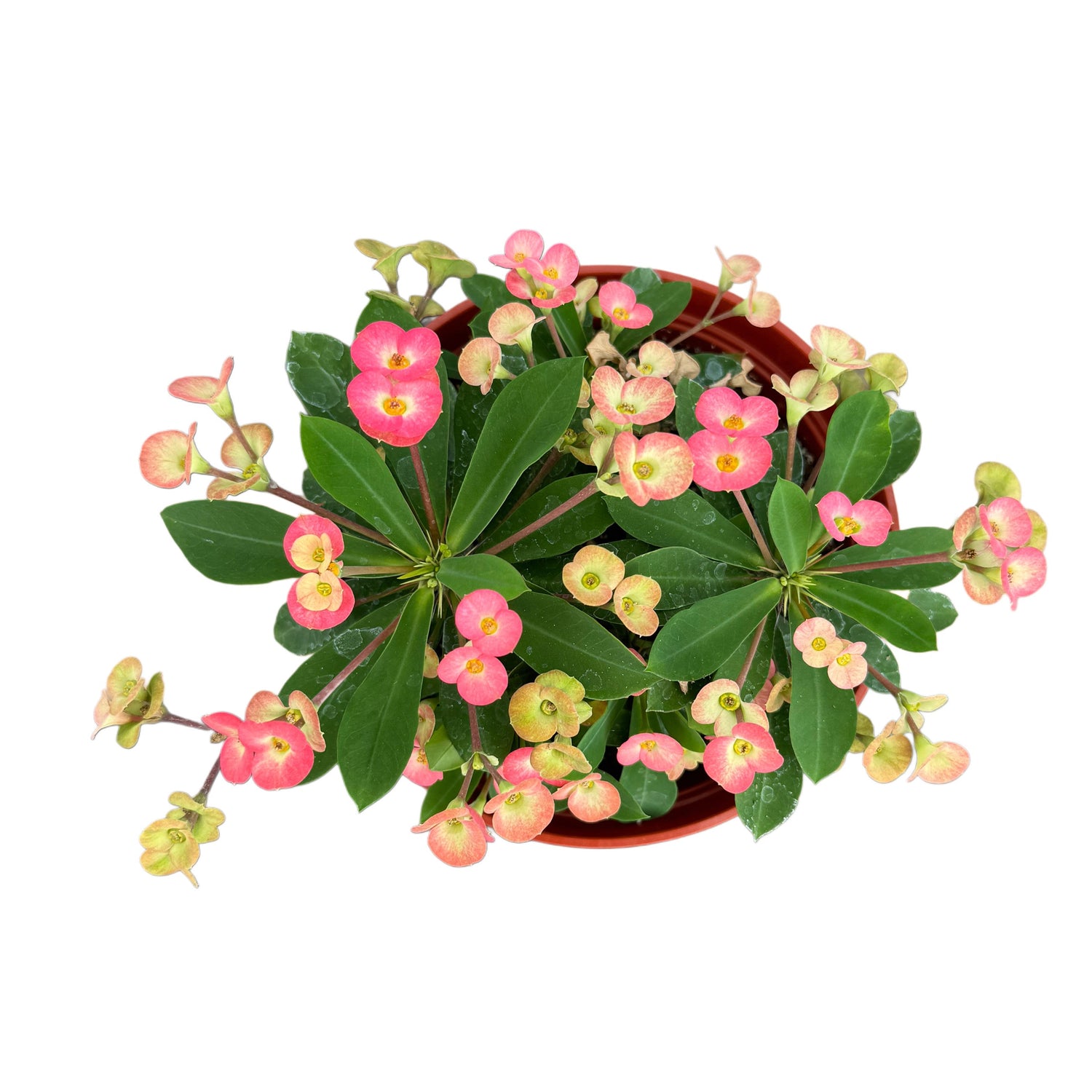 Euphorbia