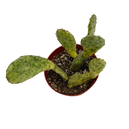 Opuntia sunburst variegata