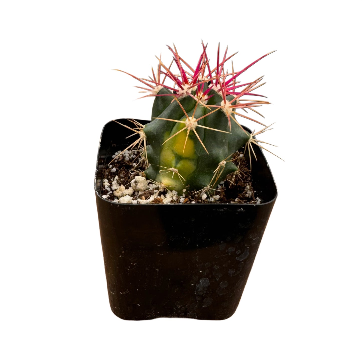 Ferocactus Gracilis Variegata | Variegated Fire Barrel Cactus