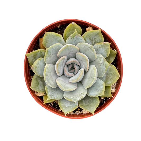 Graptoveria Margaret Rose