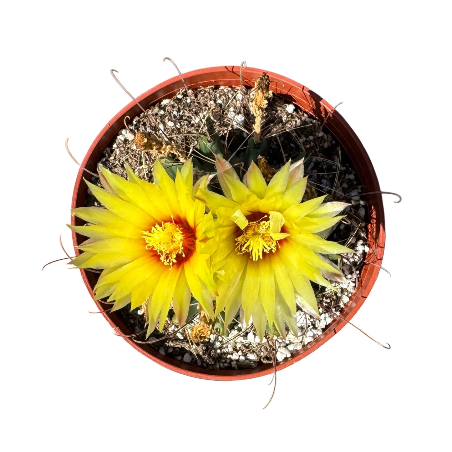 Ferocactus emoryi | Emory's Barrel Cactus