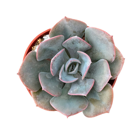 Echeveria Dusty Rose