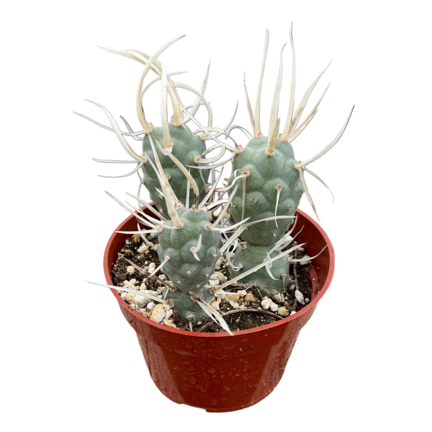 Tephrocactus articulatus papyracanthus | Paper Spine Cactus