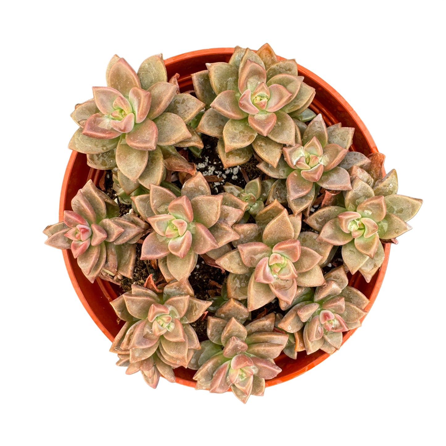 Graptosedum Vera Higgins