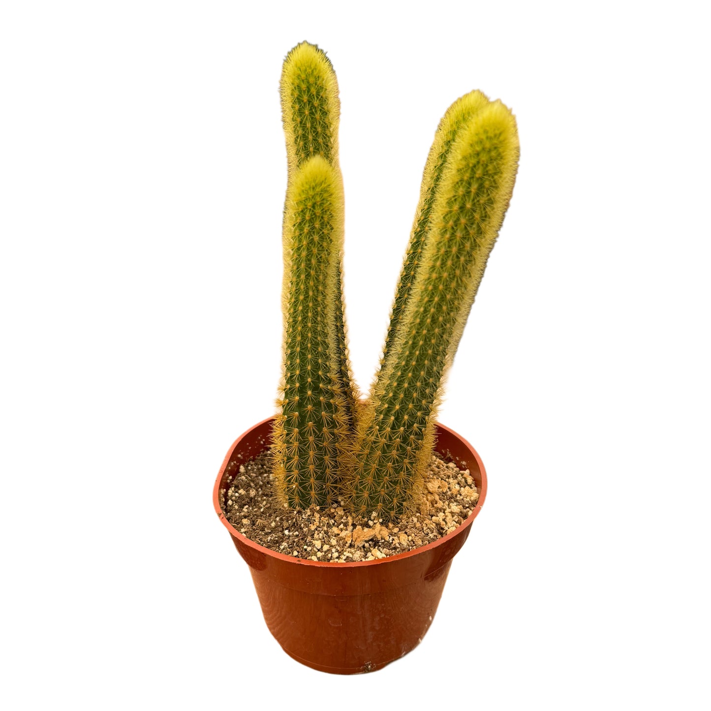 Cleistocactus winteri | Golden Rat Tail