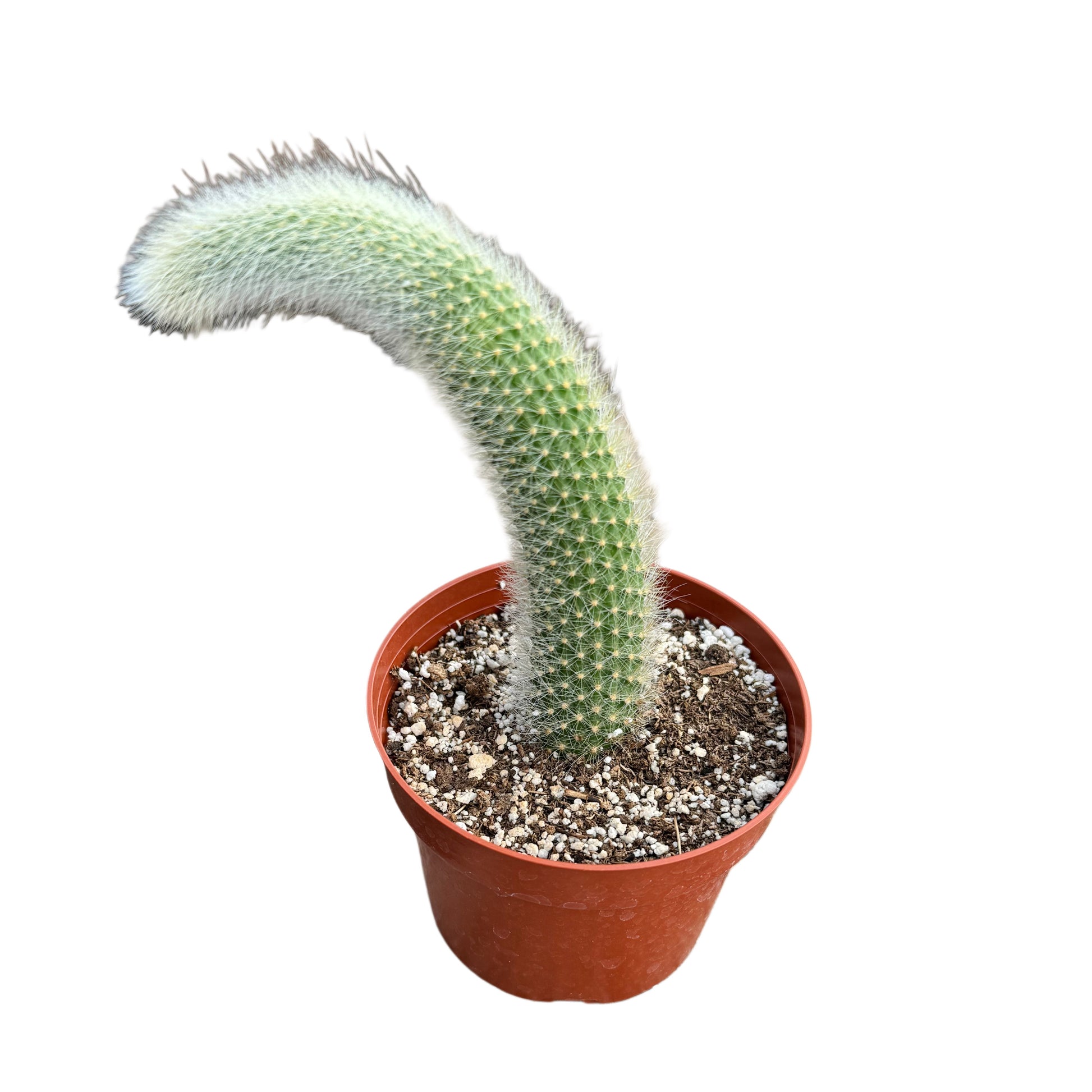 cleistocactus-colademononis-monkey-tail-cactus.jpg