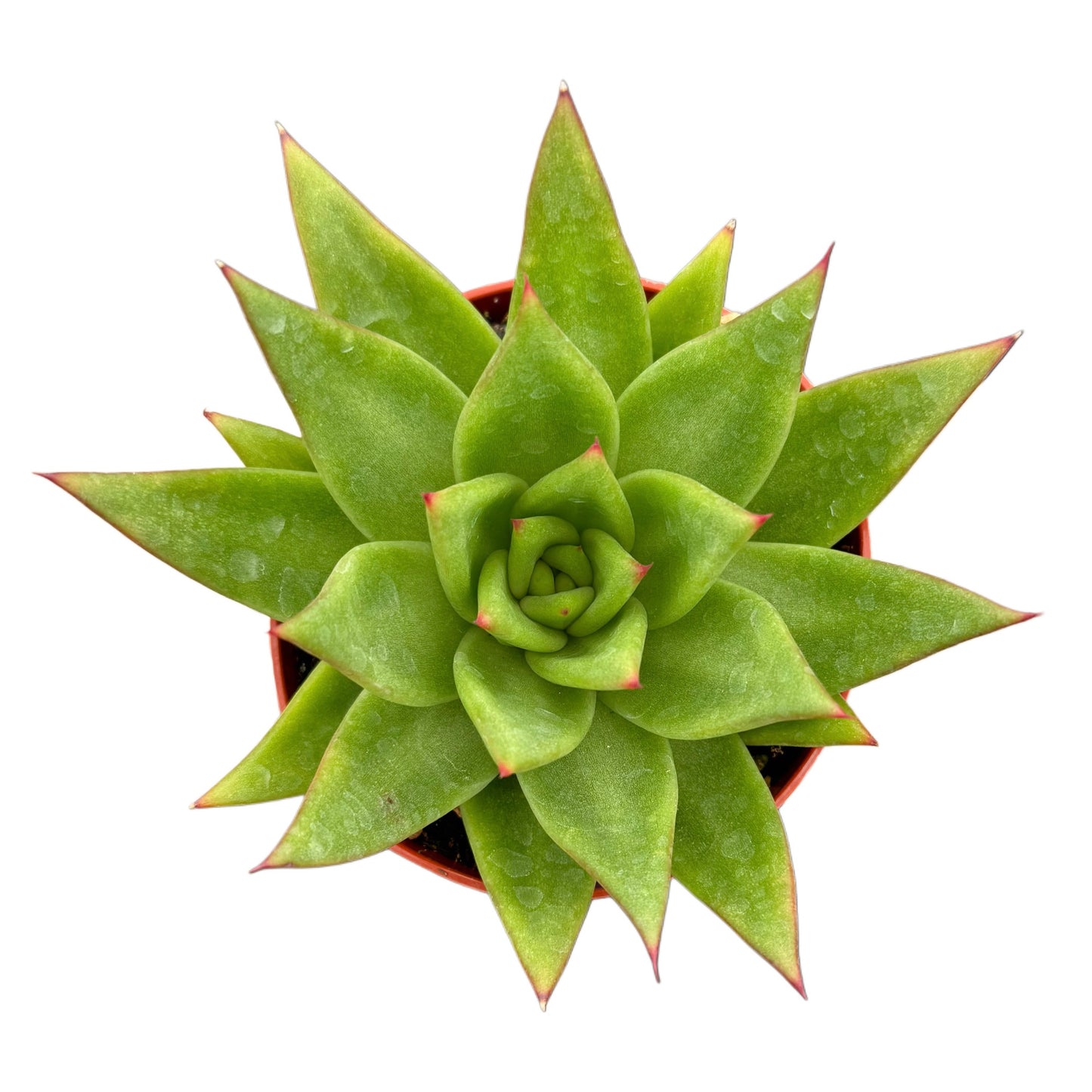 Echeveria Agavoides | Lipstick Plant