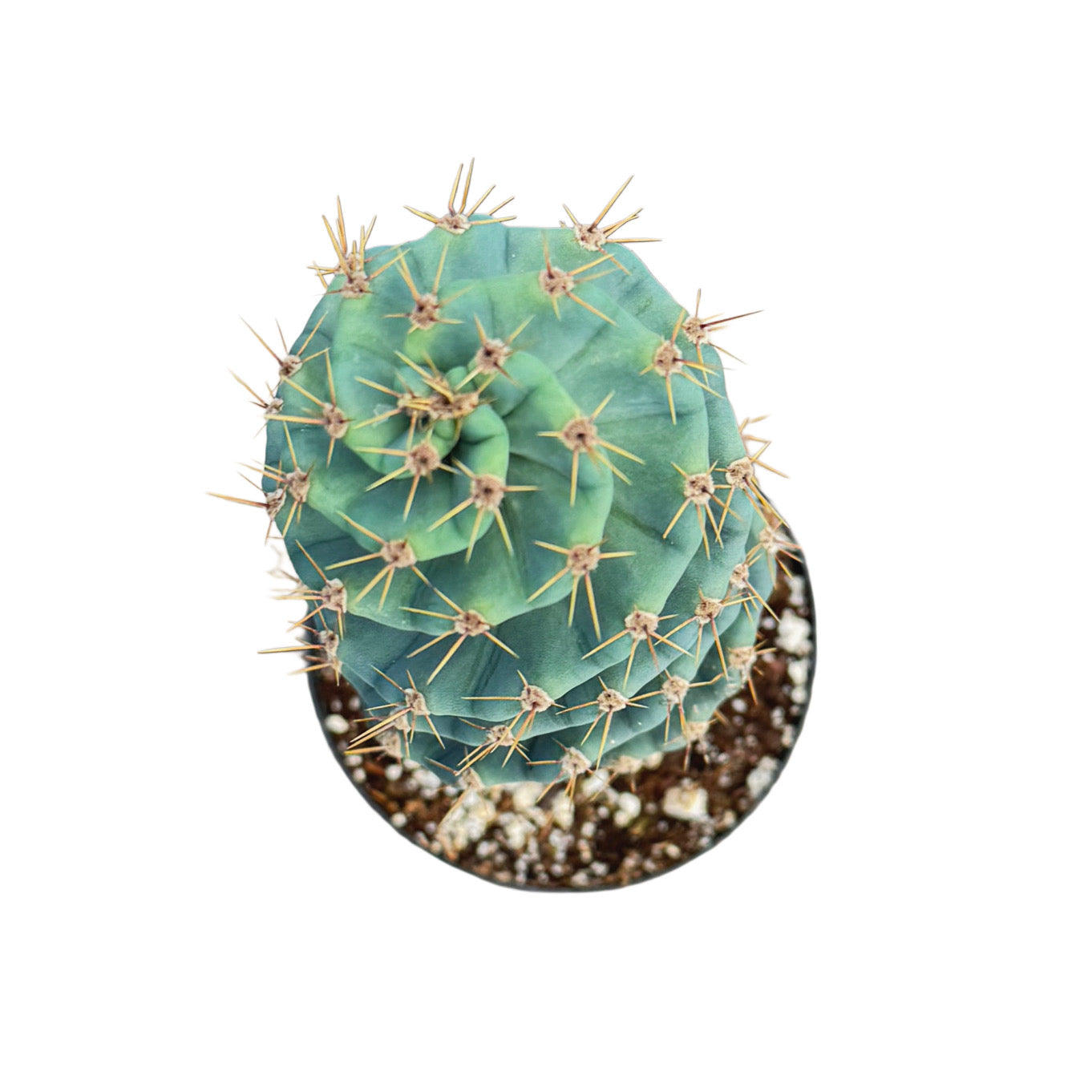 Cereus forbesii spiralis | Sprial Cactus