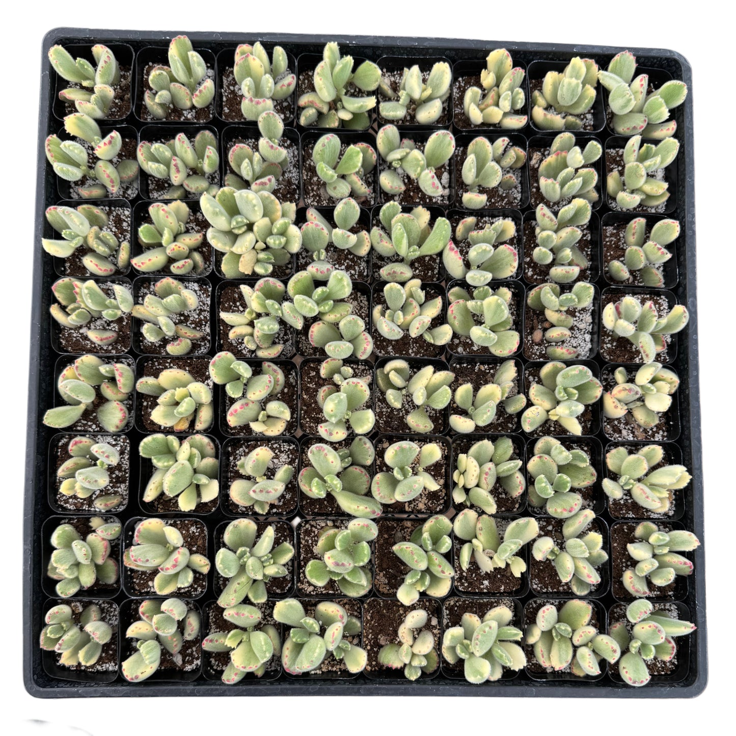 Cotyledon tomentosa variegata | Bear Paw Variegated