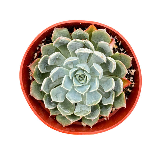 Echeveria Allegra