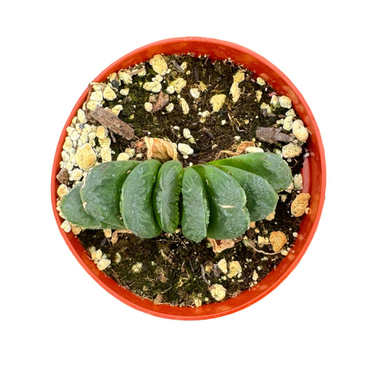 Haworthia truncata | Horse teeth