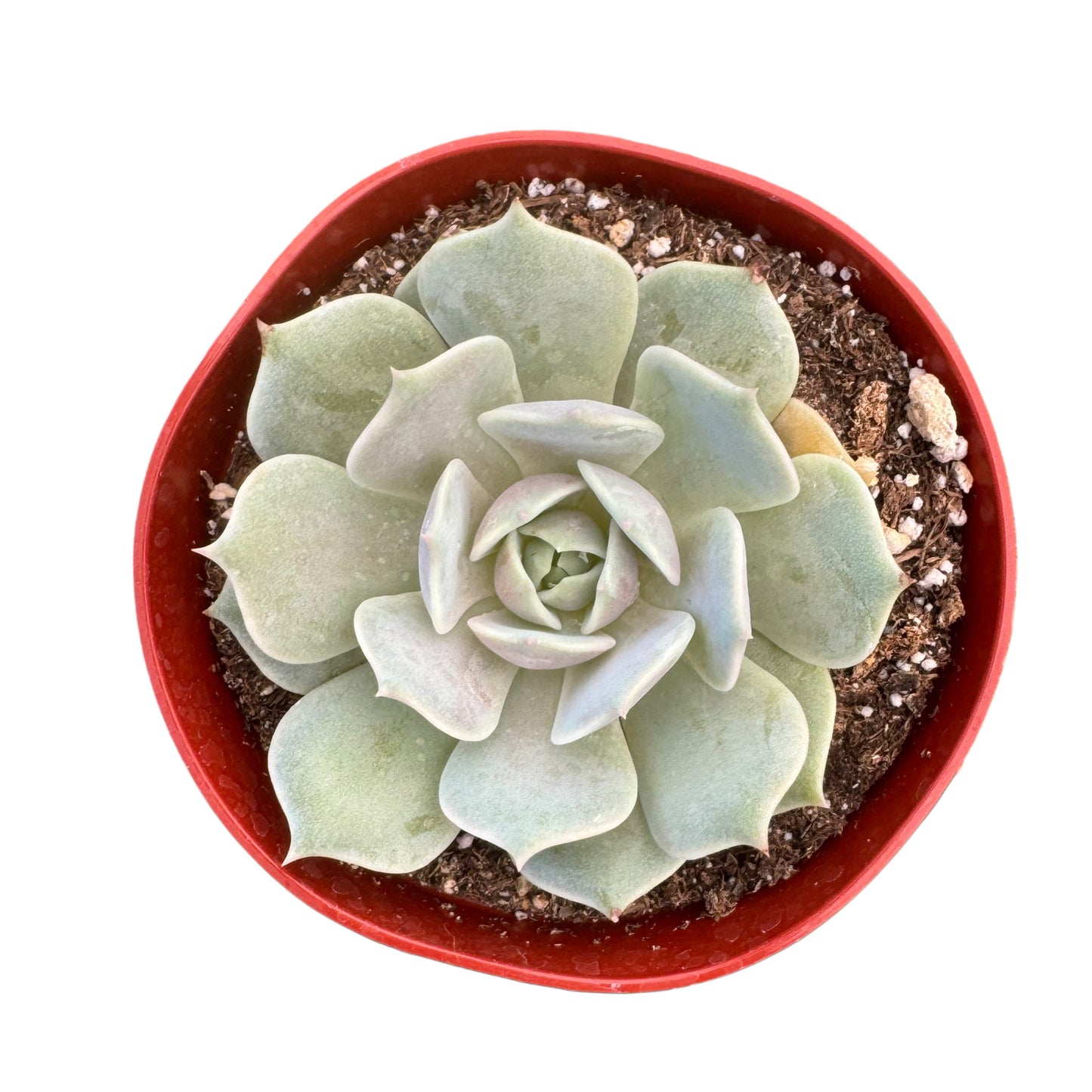 Echeveria Lola