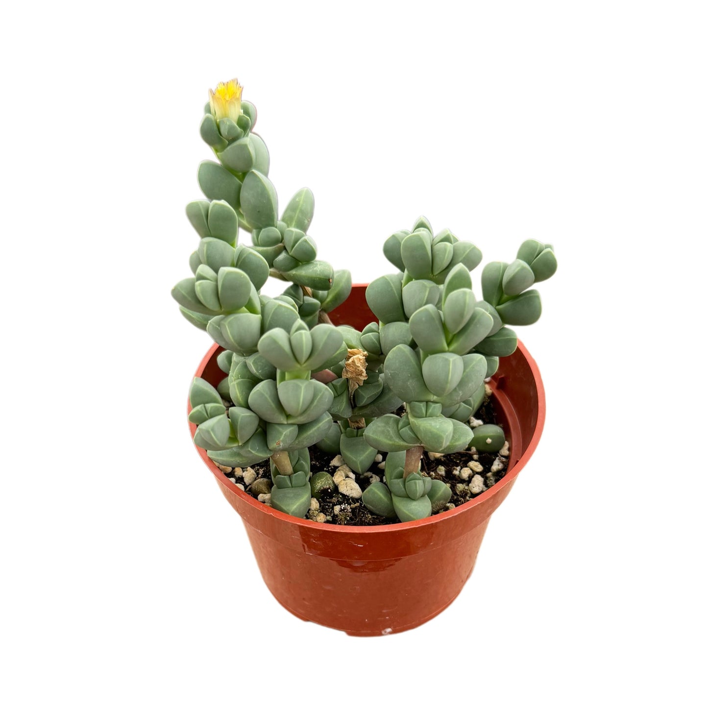 Corpuscularia Lehmannii | Ice plant