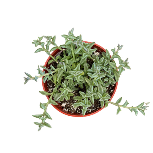 Senecio peregrinus | String of Dolphins