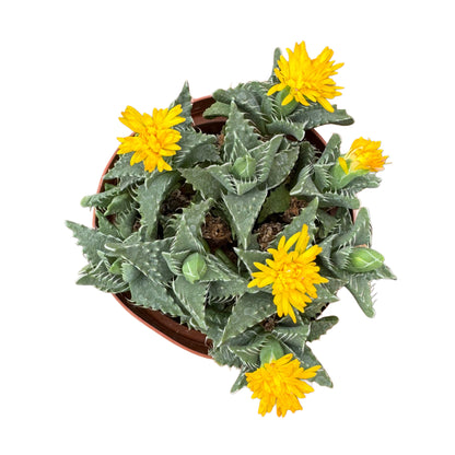 Faucaria felina