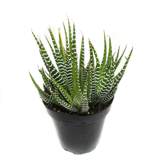 Haworthia Attenuata | Zebra Plant