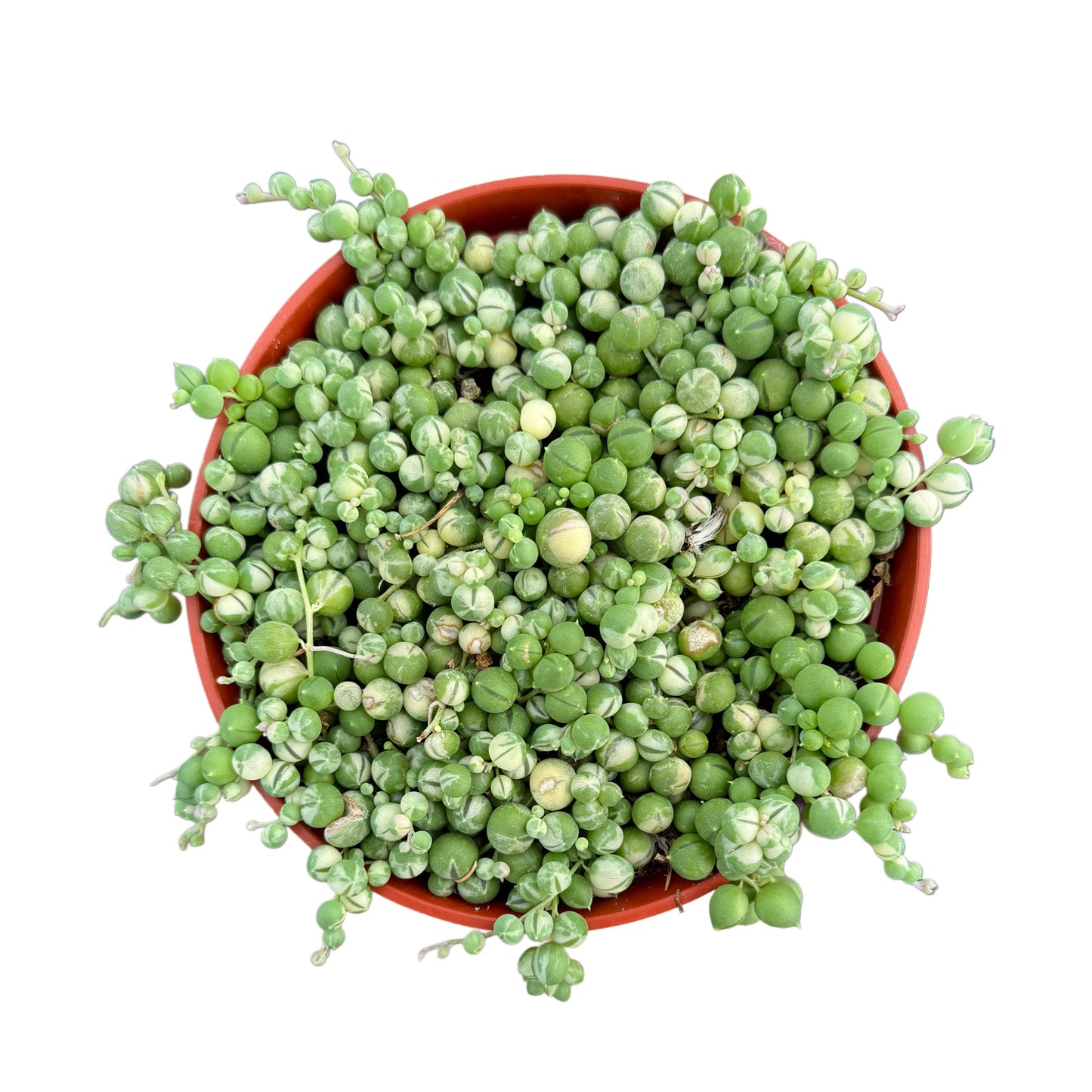 Senecio rowleyanus variegata | Variegated String of Pearls