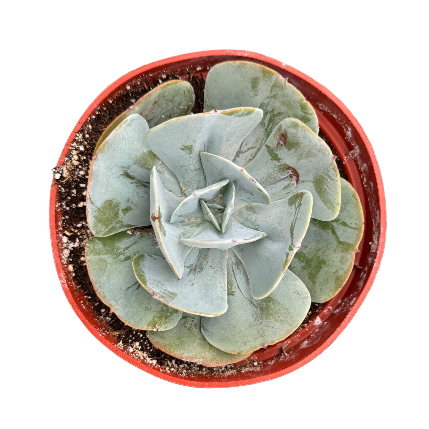 Echeveria Blue Dude