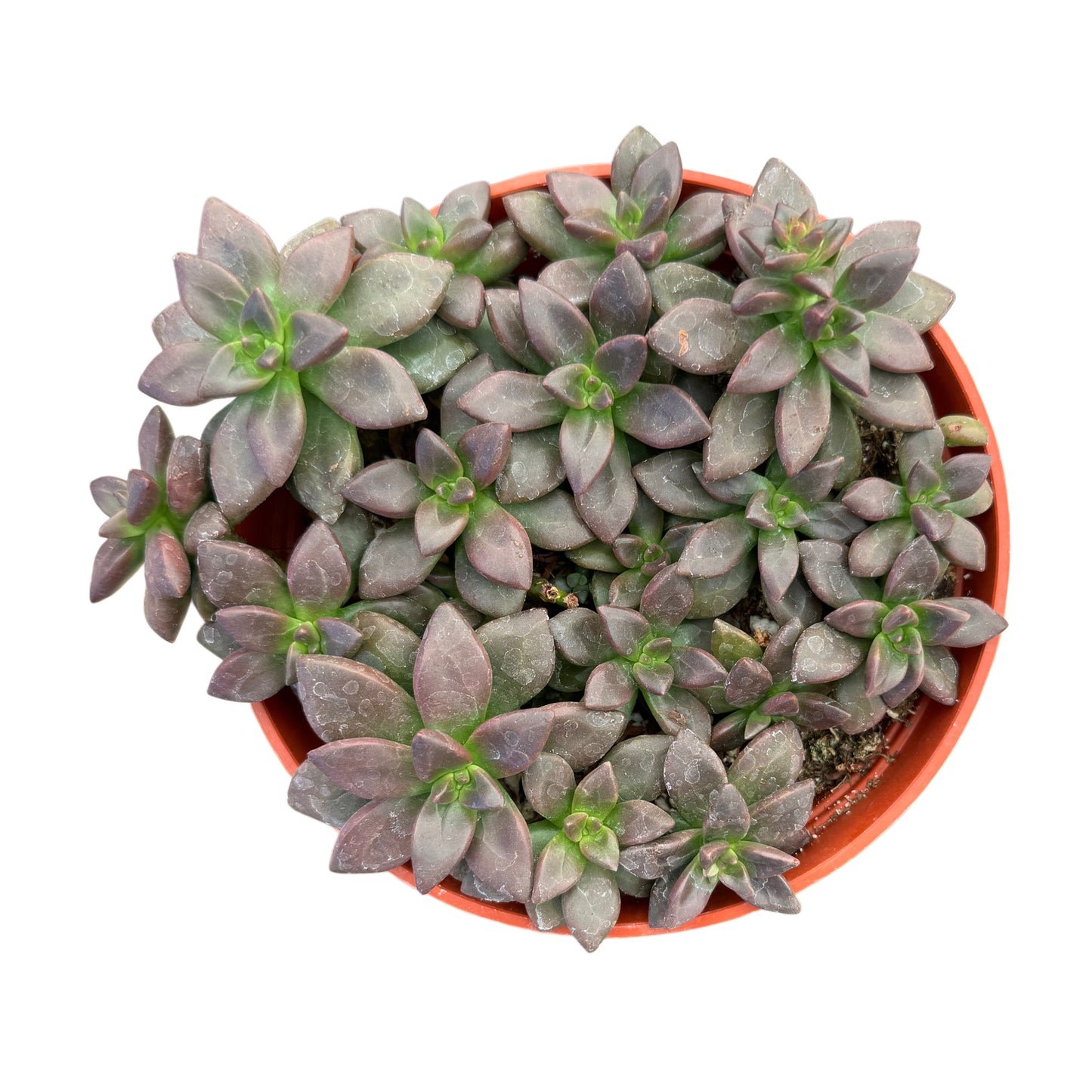 Sedeveria Licorice