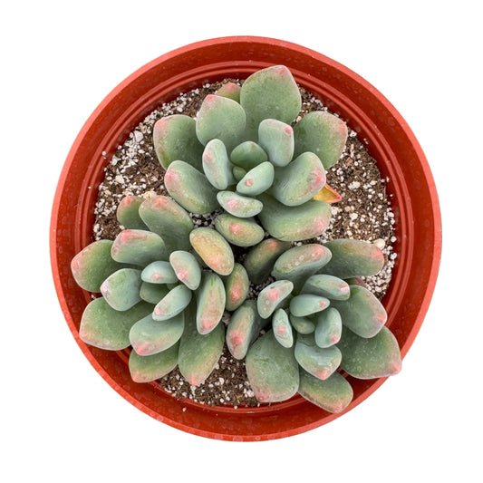 Pachyveria Royal Flush