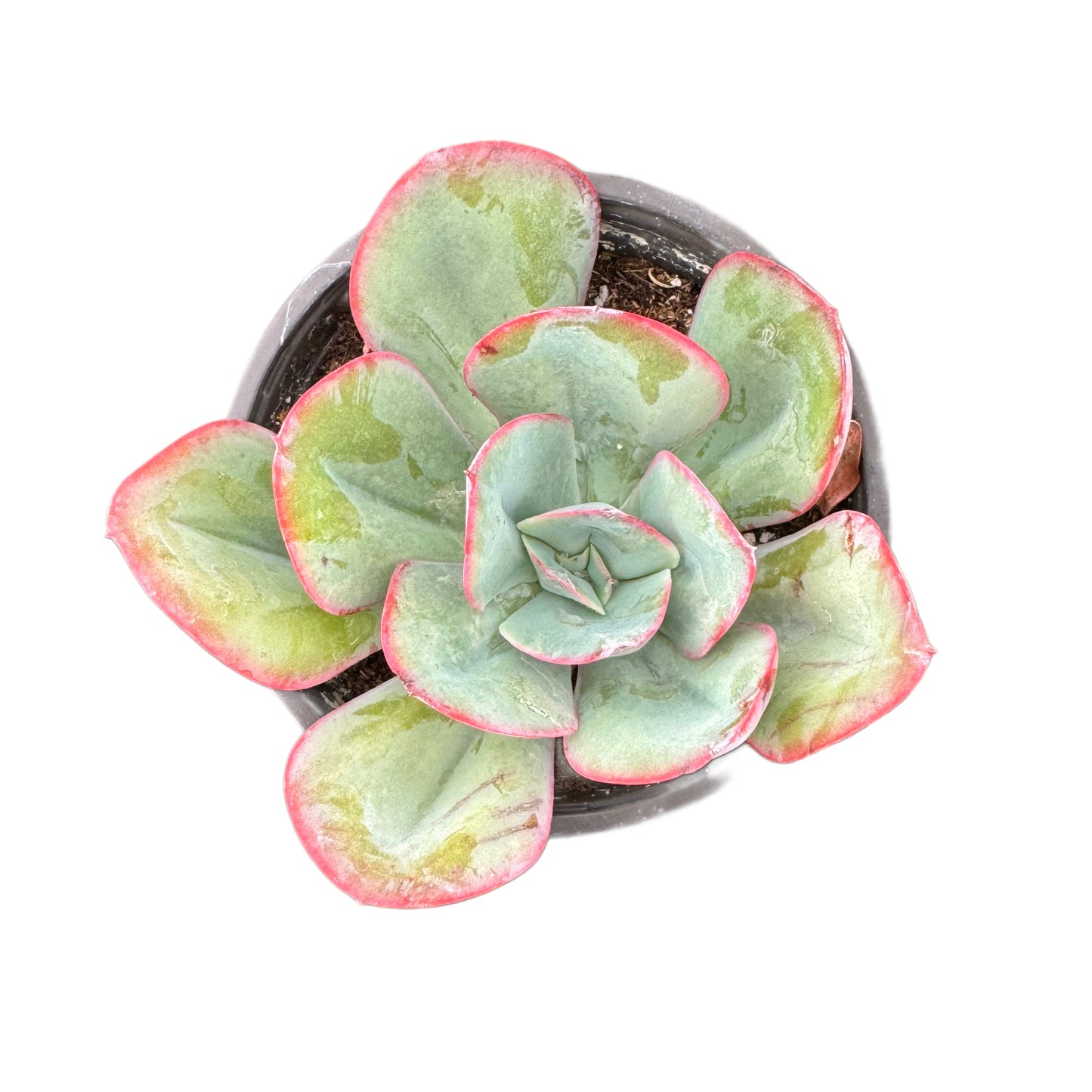 Echeveria Blue Sky