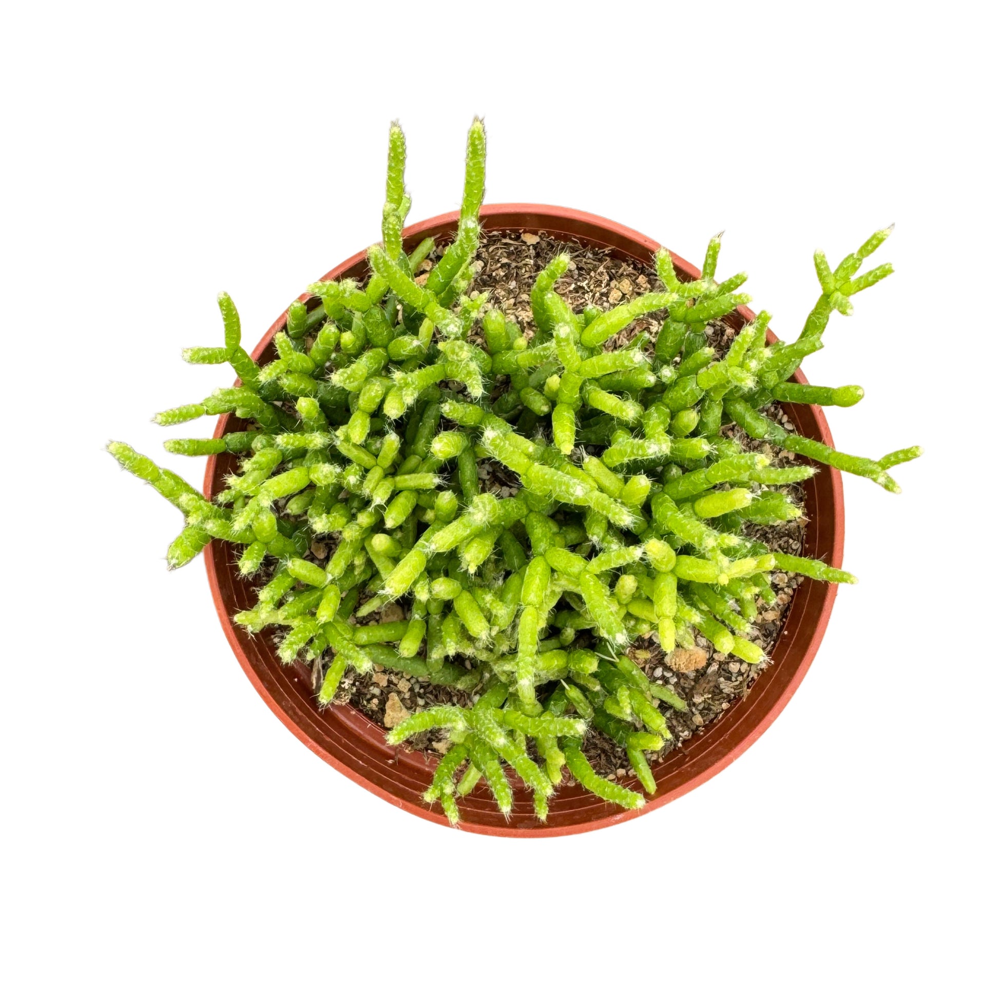 rhipsalis-caccifera-mistletoe-cactus.jpg