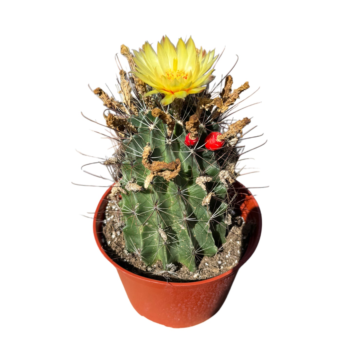 Ferocactus emoryi | Emory's Barrel Cactus