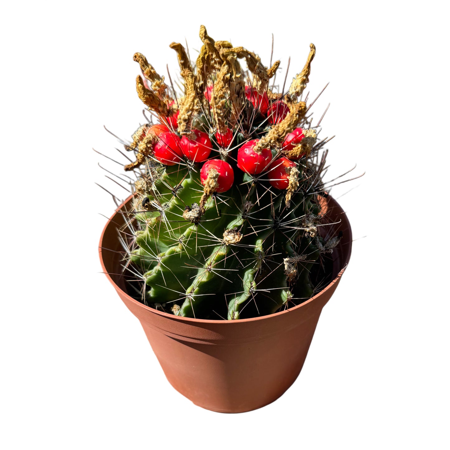 Ferocactus emoryi | Emory's Barrel Cactus