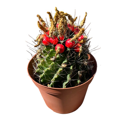 Ferocactus emoryi