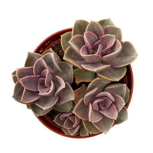 Echeveria 'Perle von Nurnberg'