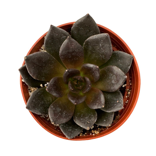 Echeveria Black Prince