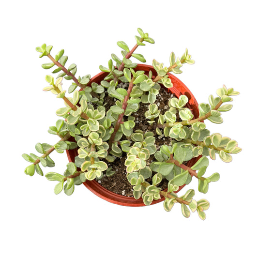 Portulacaria variegata | Elephant Bush Variegated